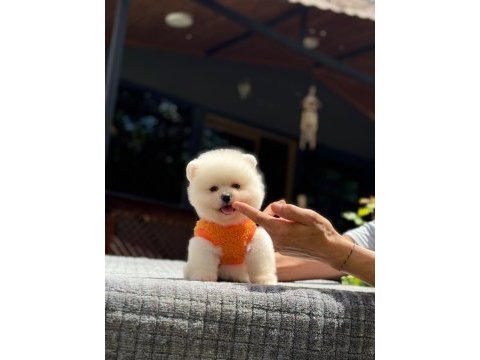 Sağlık ve ırk garantili pomeranian boo yavru