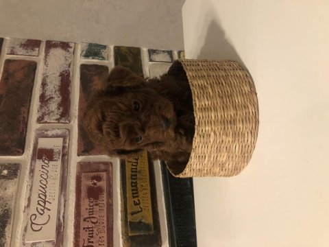 Safkan toy boy poodle red brown yavru
