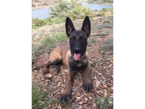 Belçika kurdu malinois yavrularım