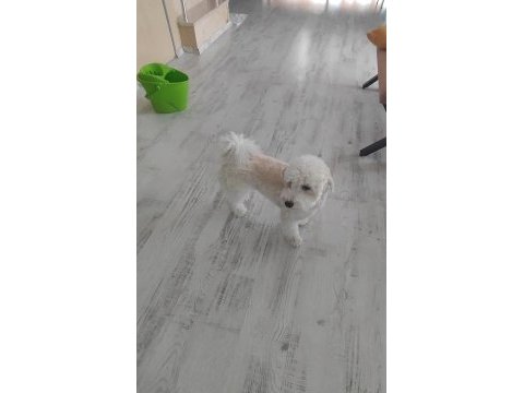 8 aylık erkek maltipoo yavrumuzu sahiplendirmek istiyoruz