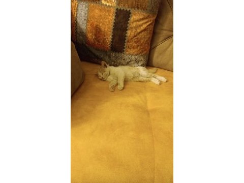 Sarman erkek yavru kedimiz konya
