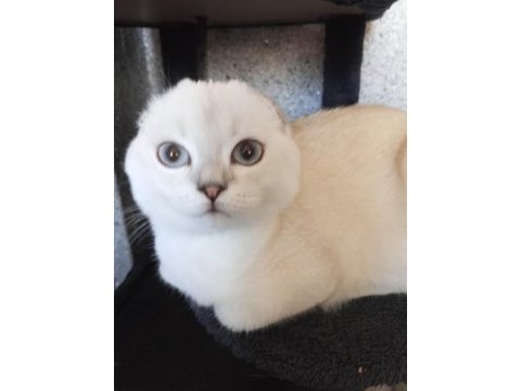 Mavi gözlü scottish fold prenses