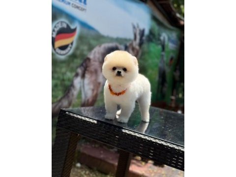 Can dostu pomeranian