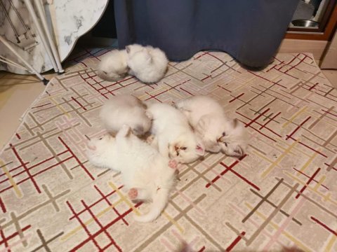 6 adet british blue point ve shorthair bebek