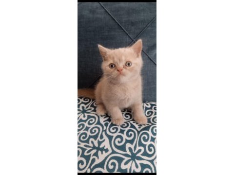 Erkek uysal eğitimleri var british shorthair