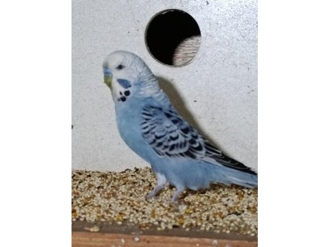 Bebek muhabbet kuşu