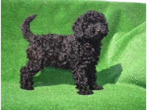 Siyah poodle