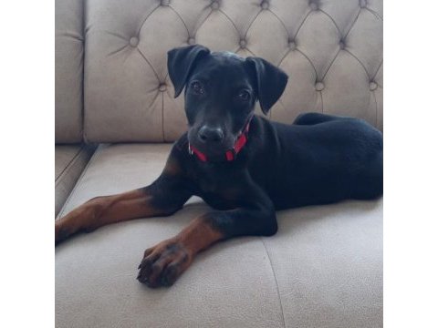 Satılık yavru doberman