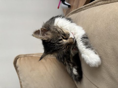 Ücretsiz yavru maine coon 3 aylik