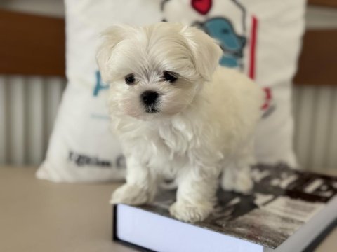 Tea cup kore kan maltese petmode de canlı görün
