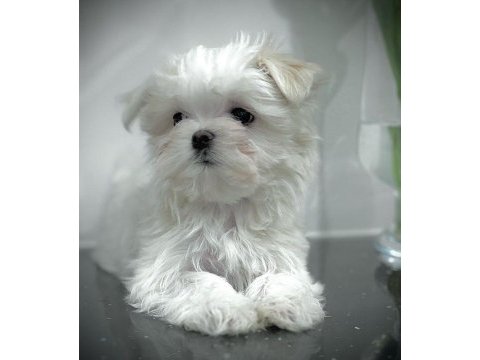 1.250 gram morkie