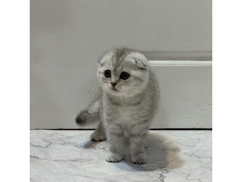 Saf kan silver scottish fold