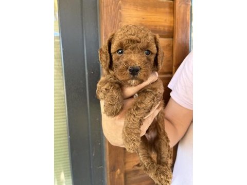 Anne altından red-brown toy poodle yavruları