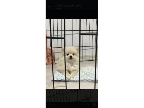 Pomeranian spitz