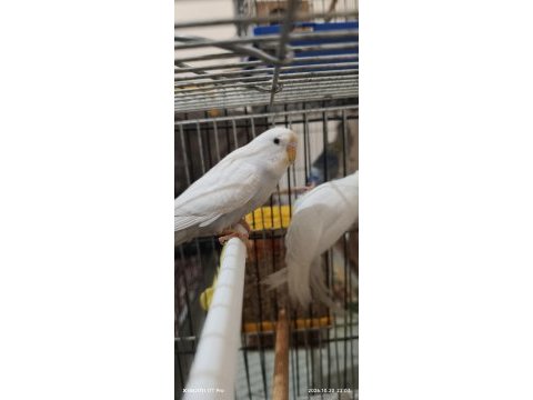 Sağlıklı muhabbet kuşları ister toplu ister tek tek