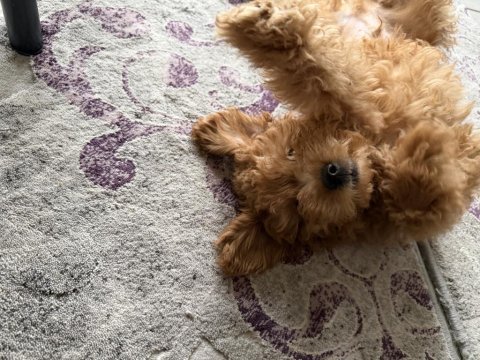 Bebek yüzlü sağlık garantili toy poodle