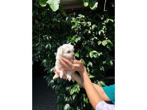Maltese terrier