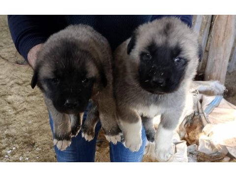 Sivas merkezden ilk aşıları yapılmış kangal