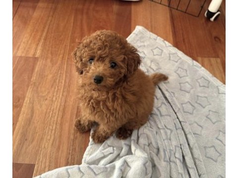 Toy poodle safkan köpekler