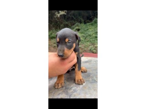 A kalite doberman yavrular