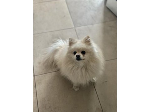 En uygun aşılı pomeranian