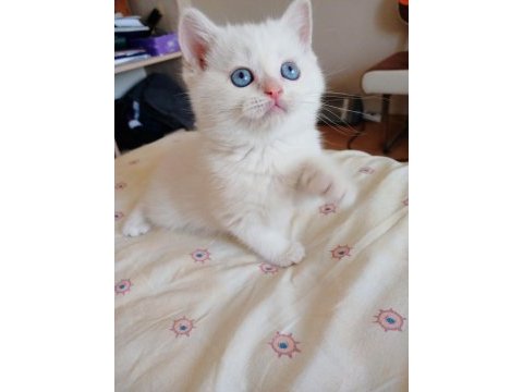 British shorthair safkan dişi yavru
