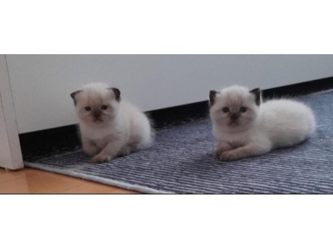 1 buçuk aylık orjinal scottish fold bebekler