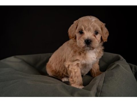 Maltipoo yavrular