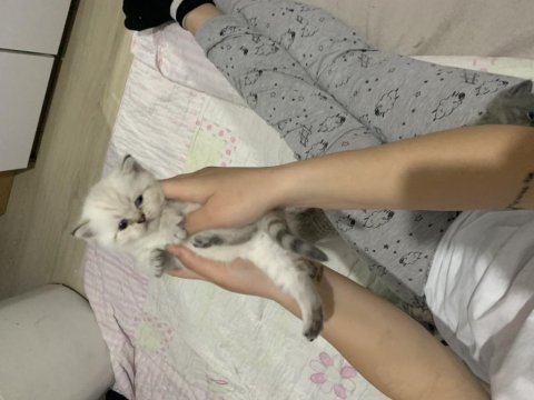 British shorthair 1 aylık