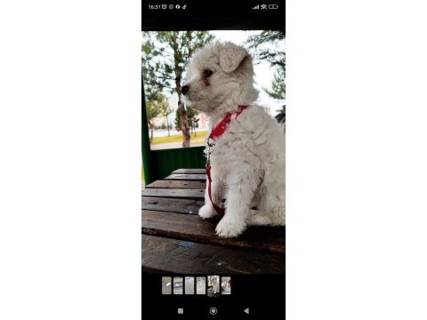 3 aylık aşıları tam terrier maltese