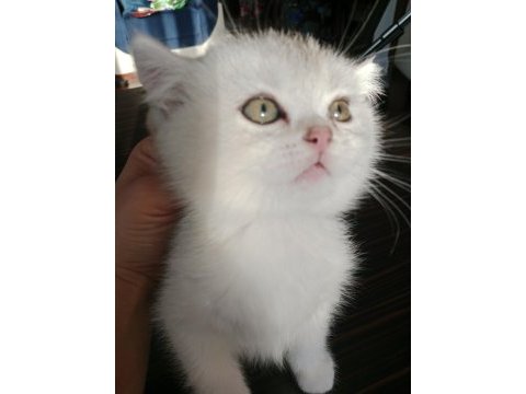 British shorthair pamuklar yuvasını bekliyor