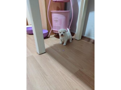 Yeni yavru köpeklerimiz sahiplerini bekliyorlar