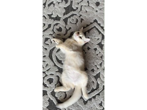 2 yaşında dişi british shorthair