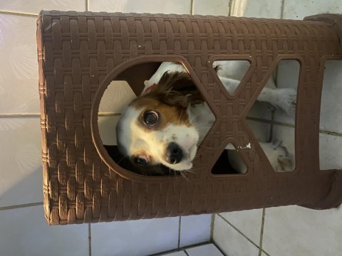11 aylık cavalier king charles