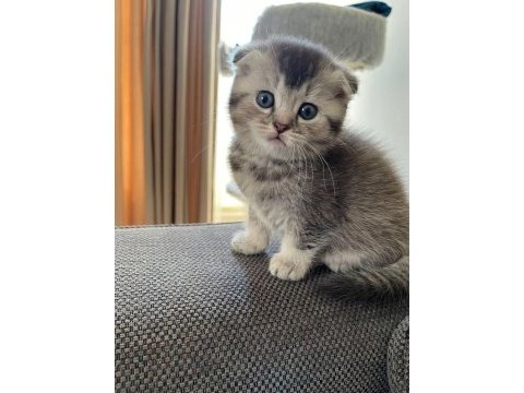 A kalite scottish fold ve british shorthair yavrular
