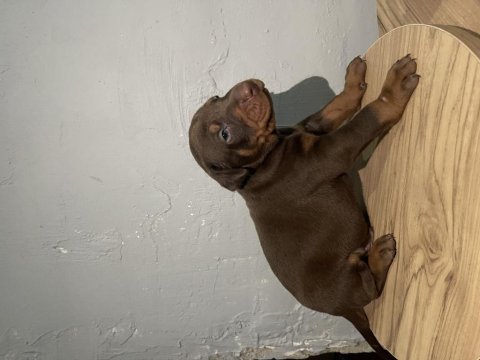 Muhteşem güzellikte kızıl doberman yavruları