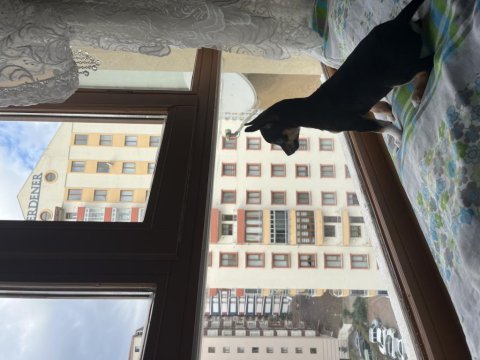 Acil sahiplendirilecek erkek pinscher
