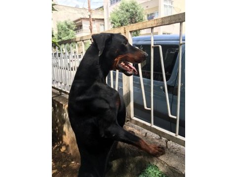 Erkek european doberman maybach