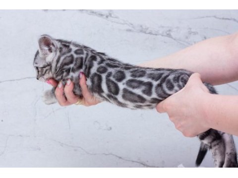 Silver bengal kittens wcf pedigree ozyfelines