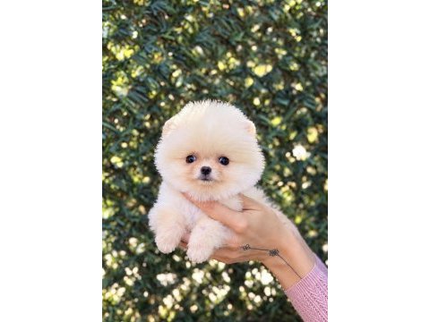 Biblo erkek pomeranian boo