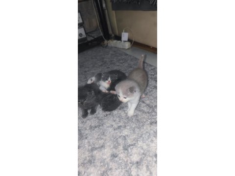 3 haftalık scottish fold yavrular