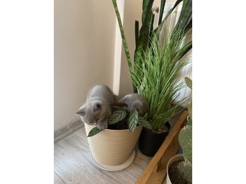 British shorthair dişi 1 aylık