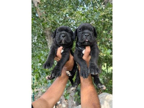 Cane corso yavrularımız ırk garantilidir