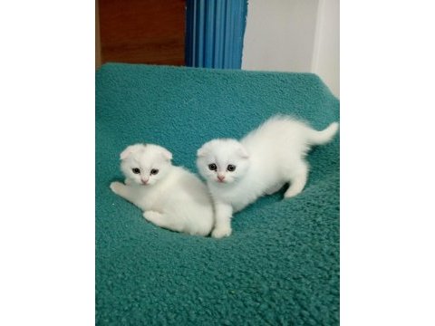 Bir dişi bir erkek scottish fold kardesler
