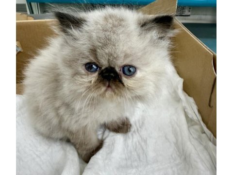 İran persian ( show kalite )