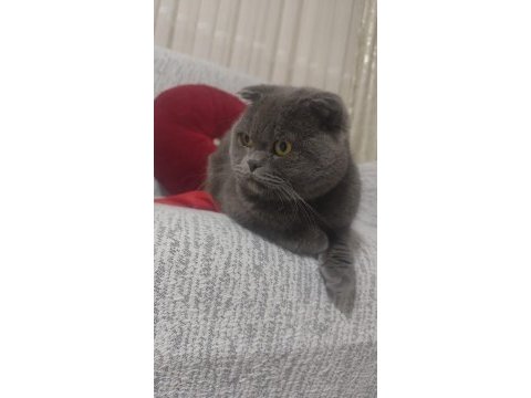 Scottish fold erkek eşleştirme ilanı