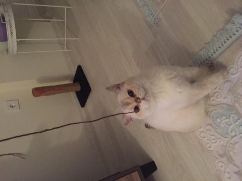 Acil satılık kedimiz