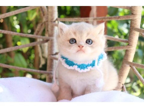 Safkan british shorthair blue golden