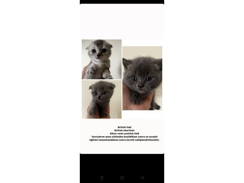 Safkan scottish fold yavrularım