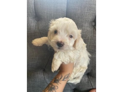 Maltese yavru köpekler